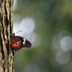 Schmetterlinge - Schönheit der Natur