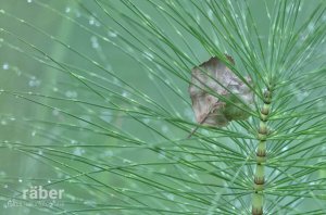 Schachtelhalm und verdorrtes Blatt: Sinnbild für unsere Vergänglichkeit und Erinnerung